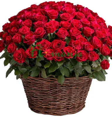 Корзина 101 красная роза Rosier